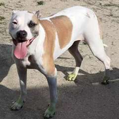 Belle, a white and tan dog, grinning with her tongue out