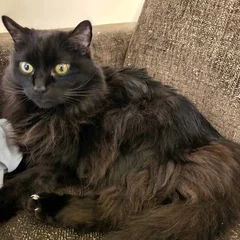 Wesley, a fluffy black cat